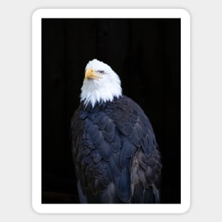 Bald eagle portrait Sticker